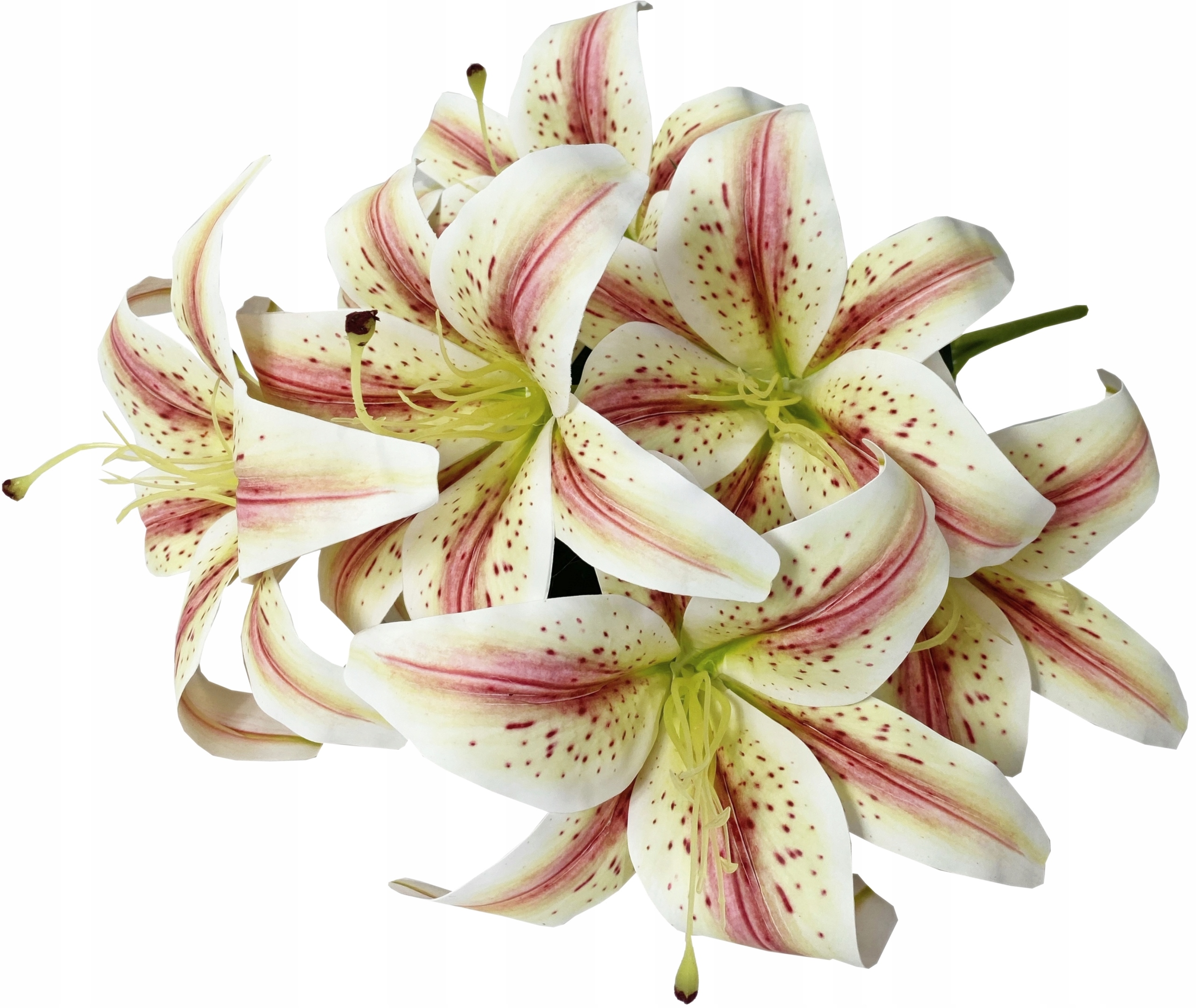 BUKIET LILII GŁÓWKA Lilia DODATEK 60cm Marka Madex