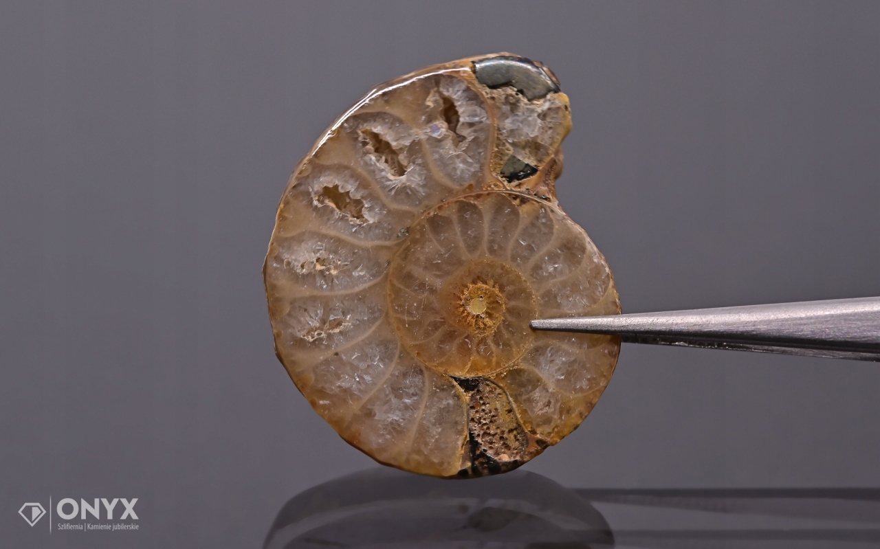 Amonit z Madagaskaru nepravidelný 28x24 mm