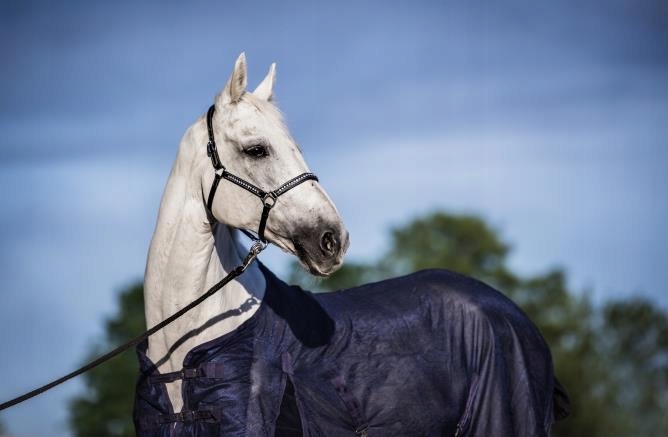 DERKA SIATKOWA PRZECIW OWADOM MUCHOM DLA KONIA 145 Marka Profarmer.eu