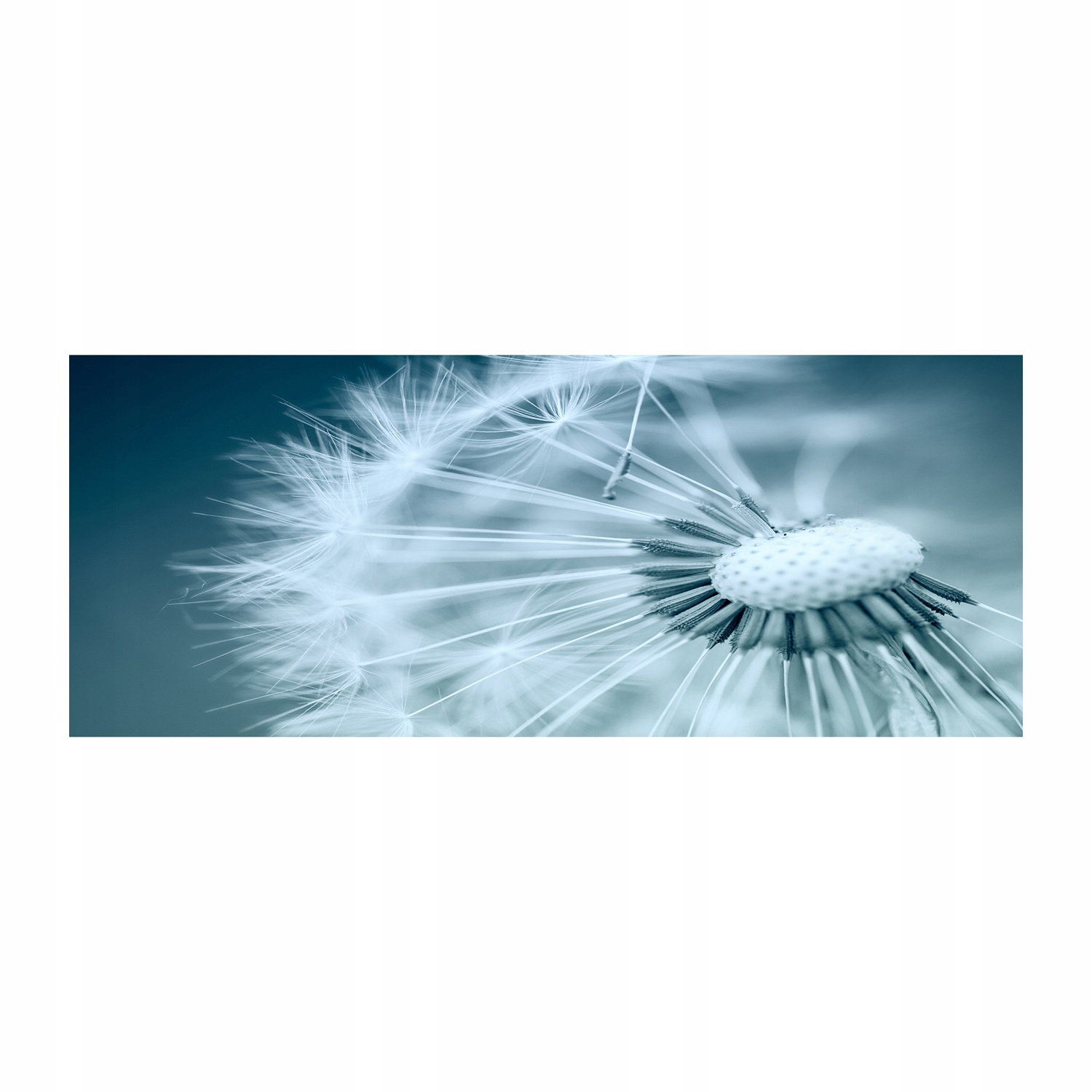 

Foto obraz akryl nowoczesny Dmuchawiec 125x50 cm