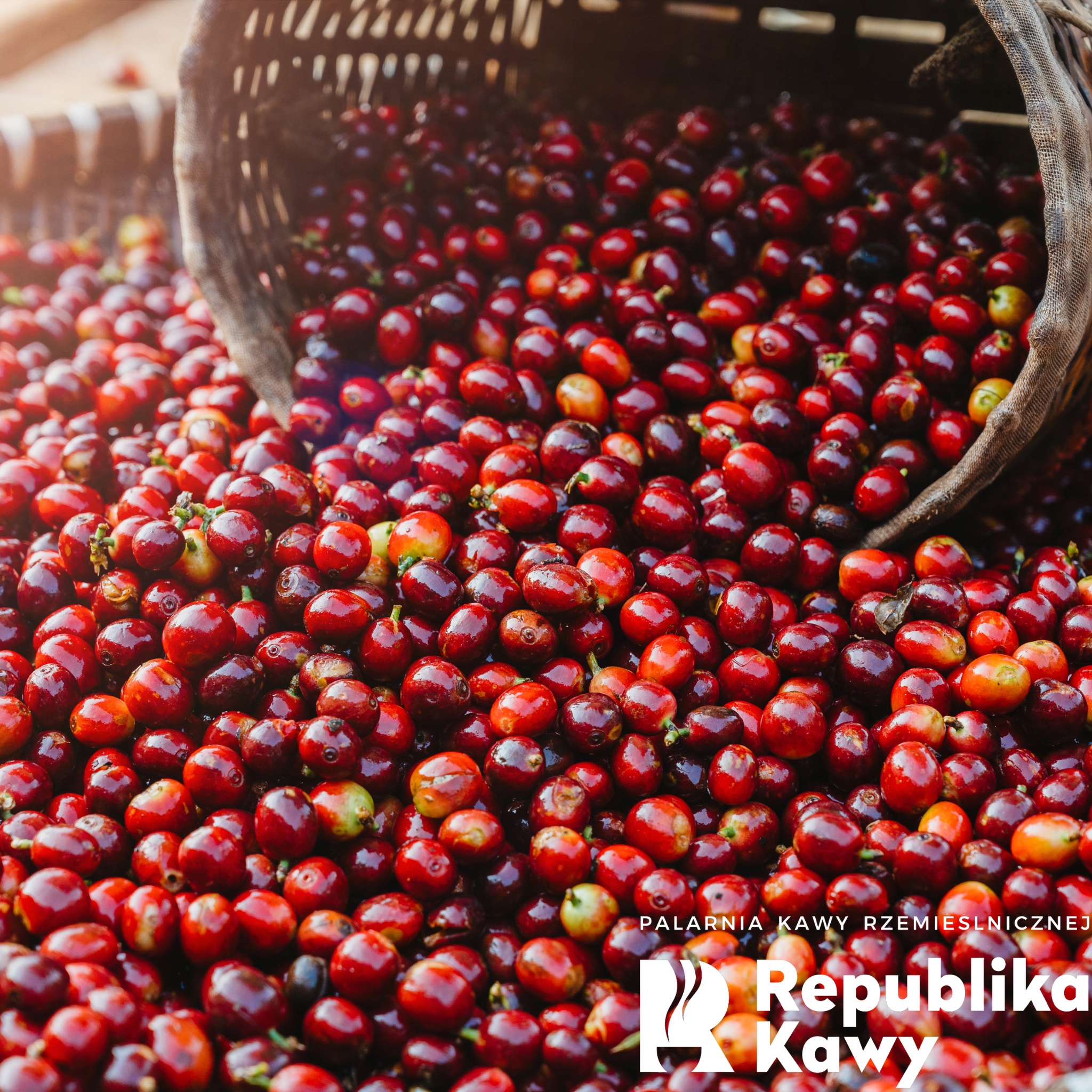 KAWA ZIARNISTA ETIOPIA YIRGACHEFFE 1kg - Świeżo Palona 100% ARABICA Marka Republika Kawy
