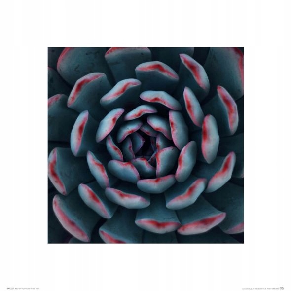 

Sukulent - reprodukcja 60x80 cm