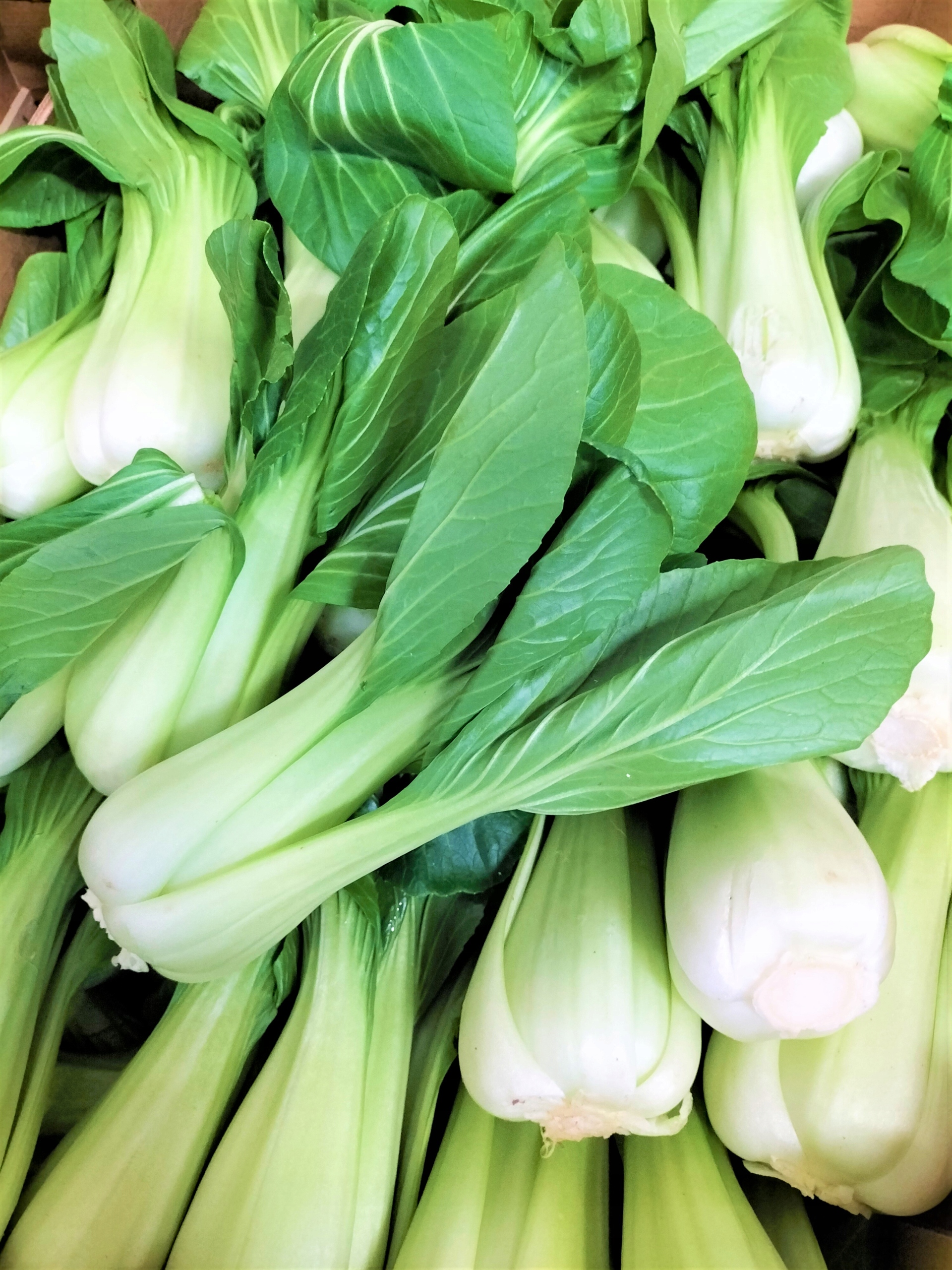 Świeża kapusta Pak Choi 500g - super chrupka !!!