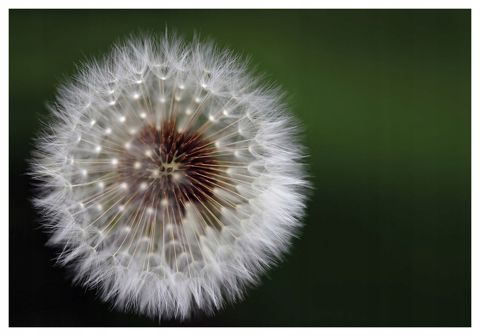 Fototapeta Pampeliška Jemné detaily přírody v přiblížení 416x254 lepidlo