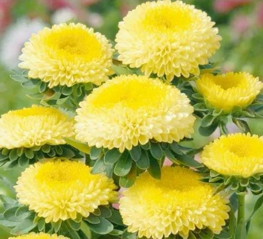 827. Pompon Yellow China Aster
