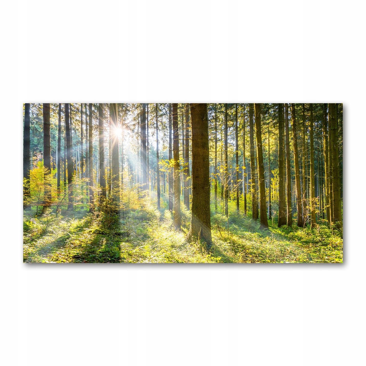

Foto-obraz akrylowy Las w słońcu zdjęcie 140x70 cm