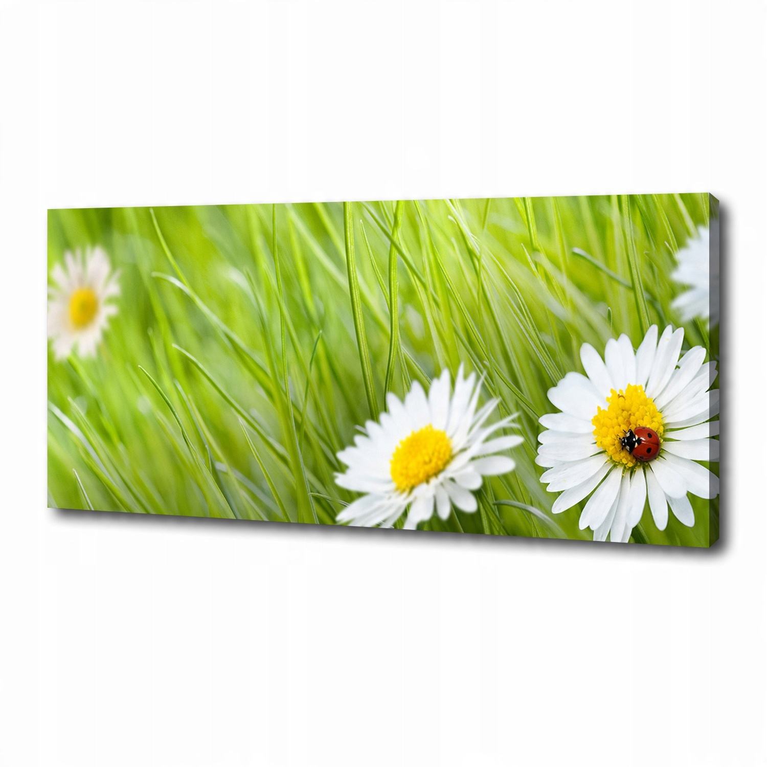 

Foto obraz canvas na ścianę Stokrotki 125x50 cm