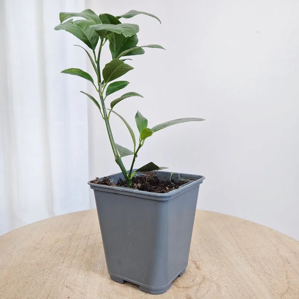 Cytryna Meyera Citrus limon Meyer 25cm