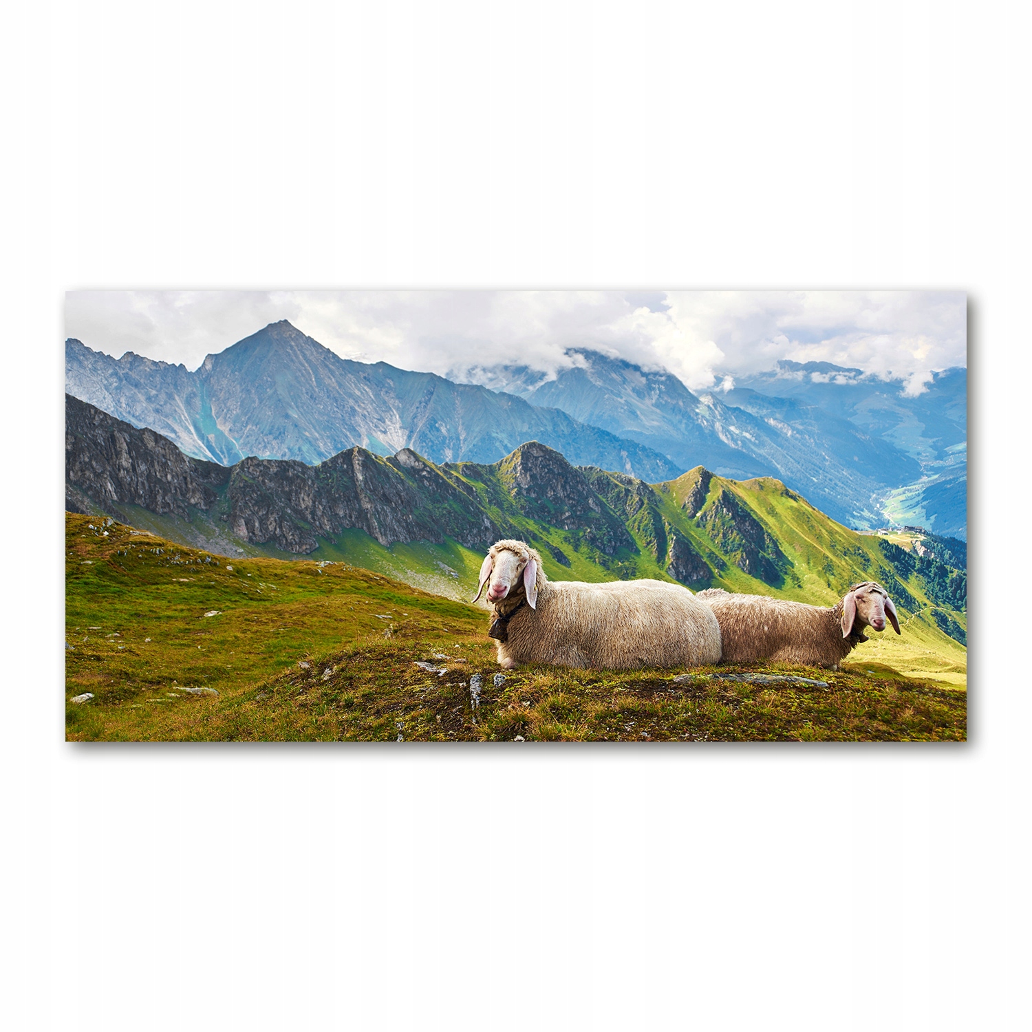 

Foto obraz akryl zdjęcie Owce w Alpach 120X60 cm