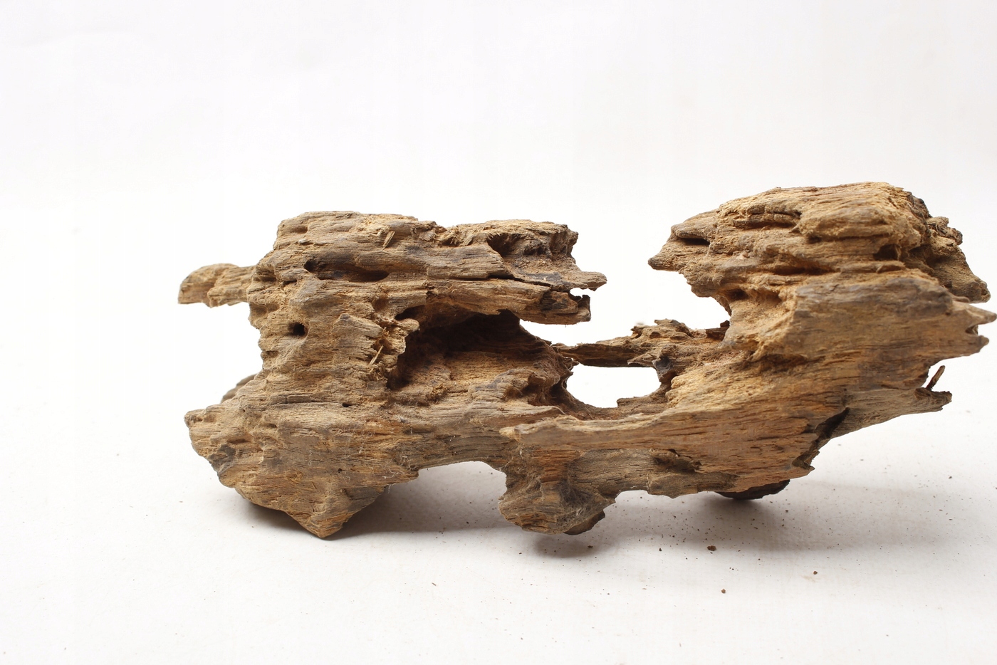 Levně Kořen mangrovníku Dragon Wood 20-35 cm náhodný pro akvárium nebo terárium