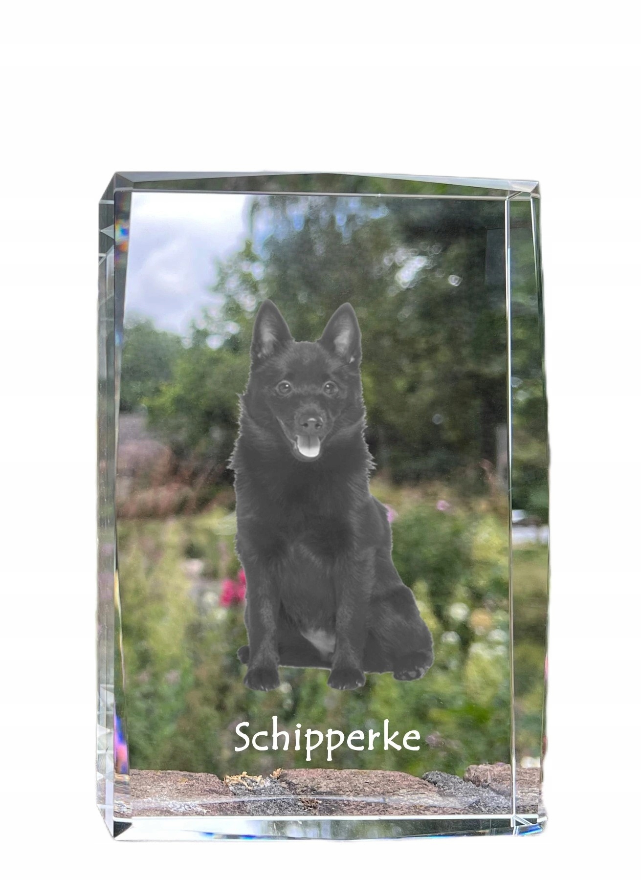Schipperke fotografia psa v kryštáli, suvenír, trofej, poďakovanie