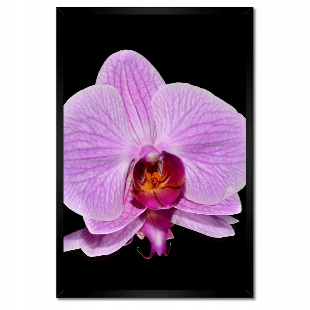 Plakáty v rámu 40x60 Fialový orchidej