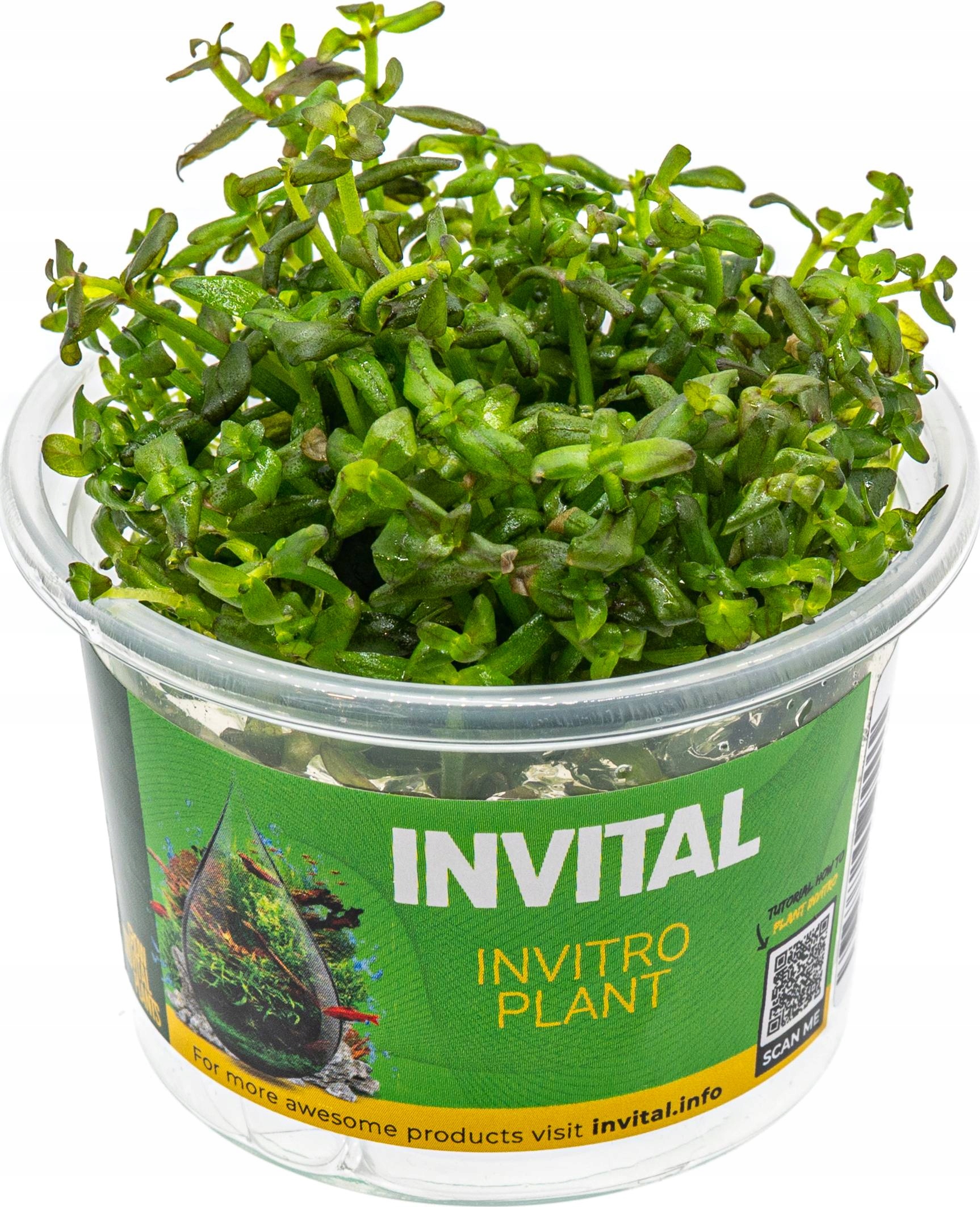 INVITAL Bacopa sp. Purple IN-VITRO Ø 7 cm