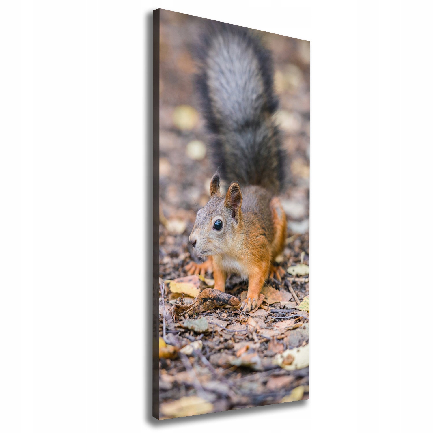 

Foto obraz na płótnie Wiewiórka w lesie 50x125 cm
