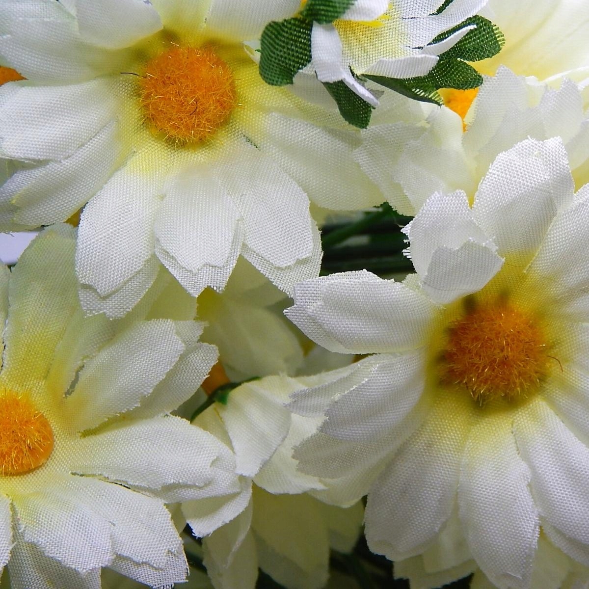 Rumianek Kremowy Bukiet Do Wazonu Marka Siima