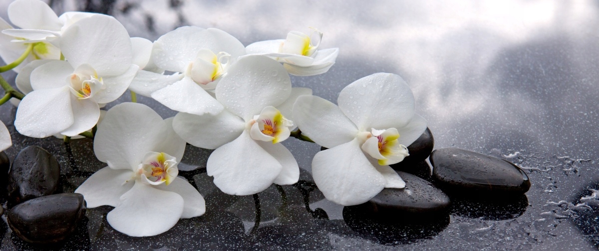 

Fototapeta Flizelinowa Orchidei Kamienie 250x104