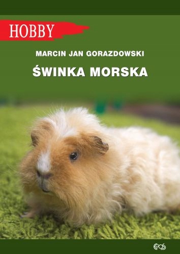 Świnka morska Marcin Jan Gorazdowski