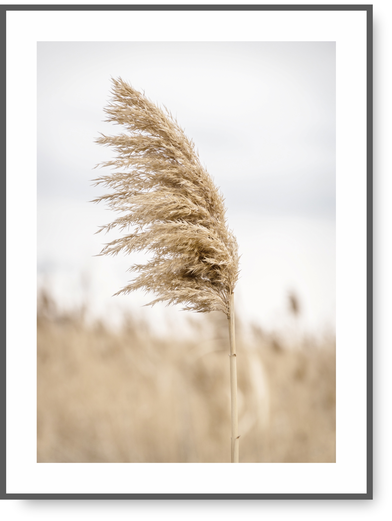 BOHO 30x40 OBRAZ NATURA TRAWA BEŻ plakat #20