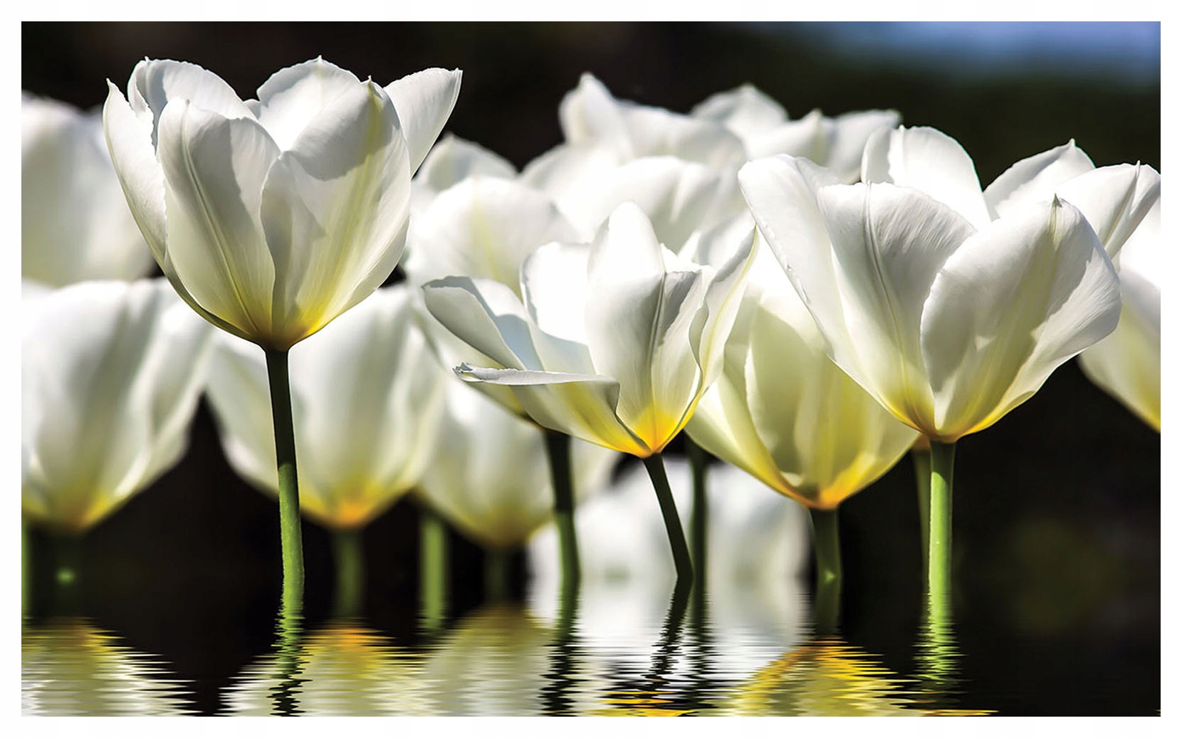 Fototapeta Bílé tulipány jarní elegance a svěžest 254x184, vinyl lepidlo