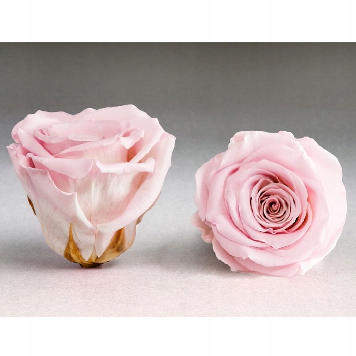 

Wieczne Róże - Kolory, Flower Box, Główki 6SZT