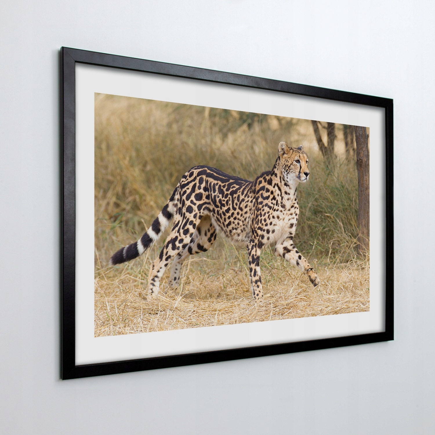 Obraz v ráme na stenu Gepard kráľovský 100x70 cm