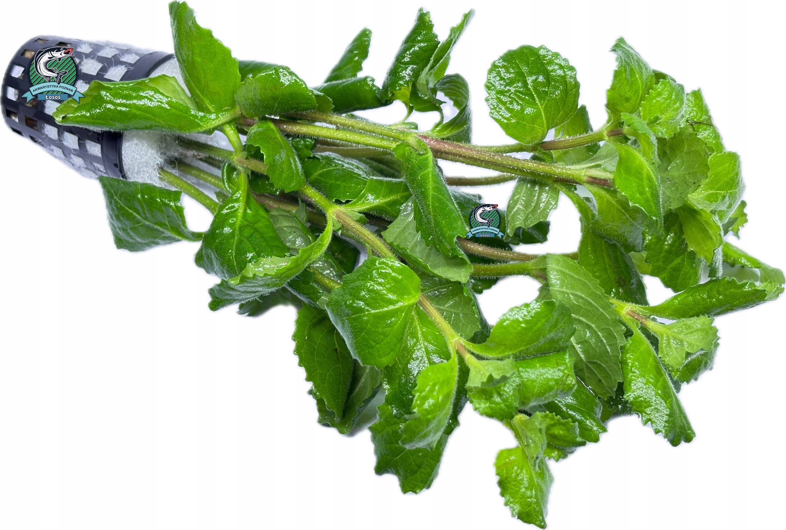 Hygrophila difformis [koszyk]
