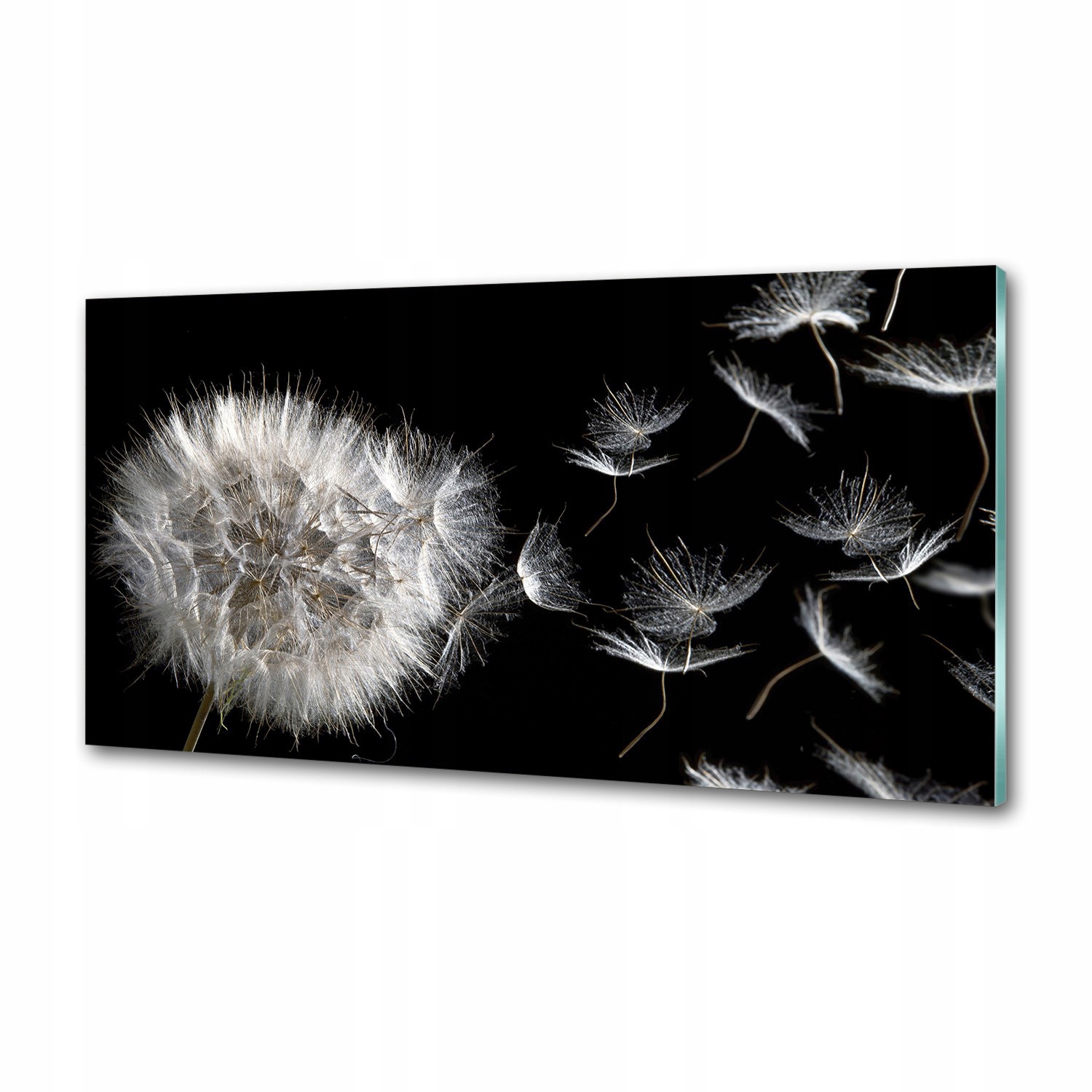 Dekorativní panel sklo Pampeliška 100 x 50 cm Lepidlo