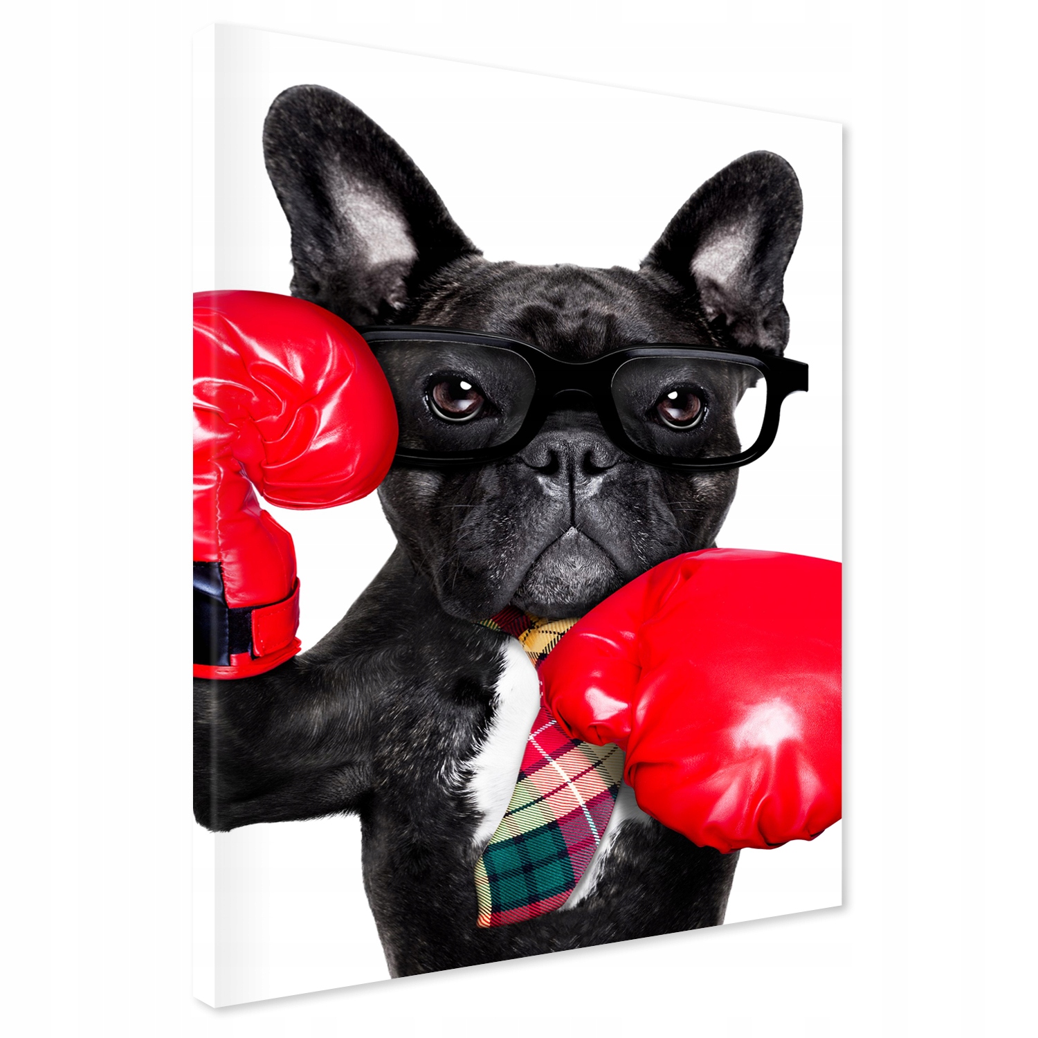 

Obraz na płótnie boks mops pies 70x100