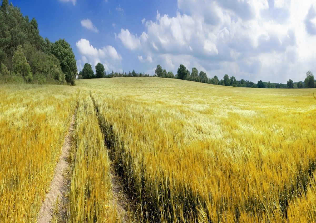 

Fototapeta Flizelinowa Łan zboża 208x146