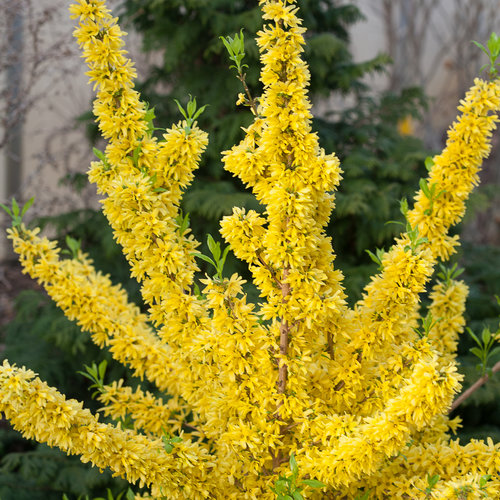 Trpasličí forsythia 'Weber's Bronx' Forsythia viridissima TRPASLIČIA