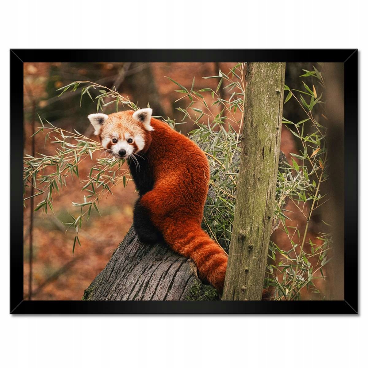 Plakáty v rámu 40x30 Pandka rudá panda malá panda červená menší