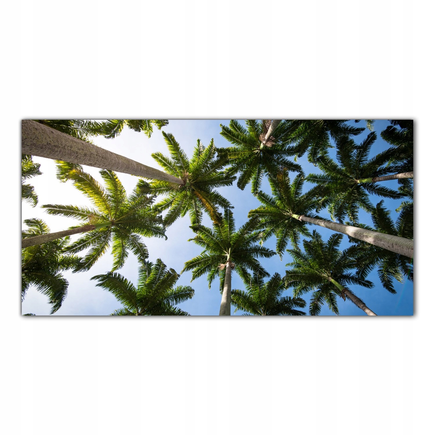 

Hartowany Obraz Szklany Tropiki Plaża Palmy 100x50