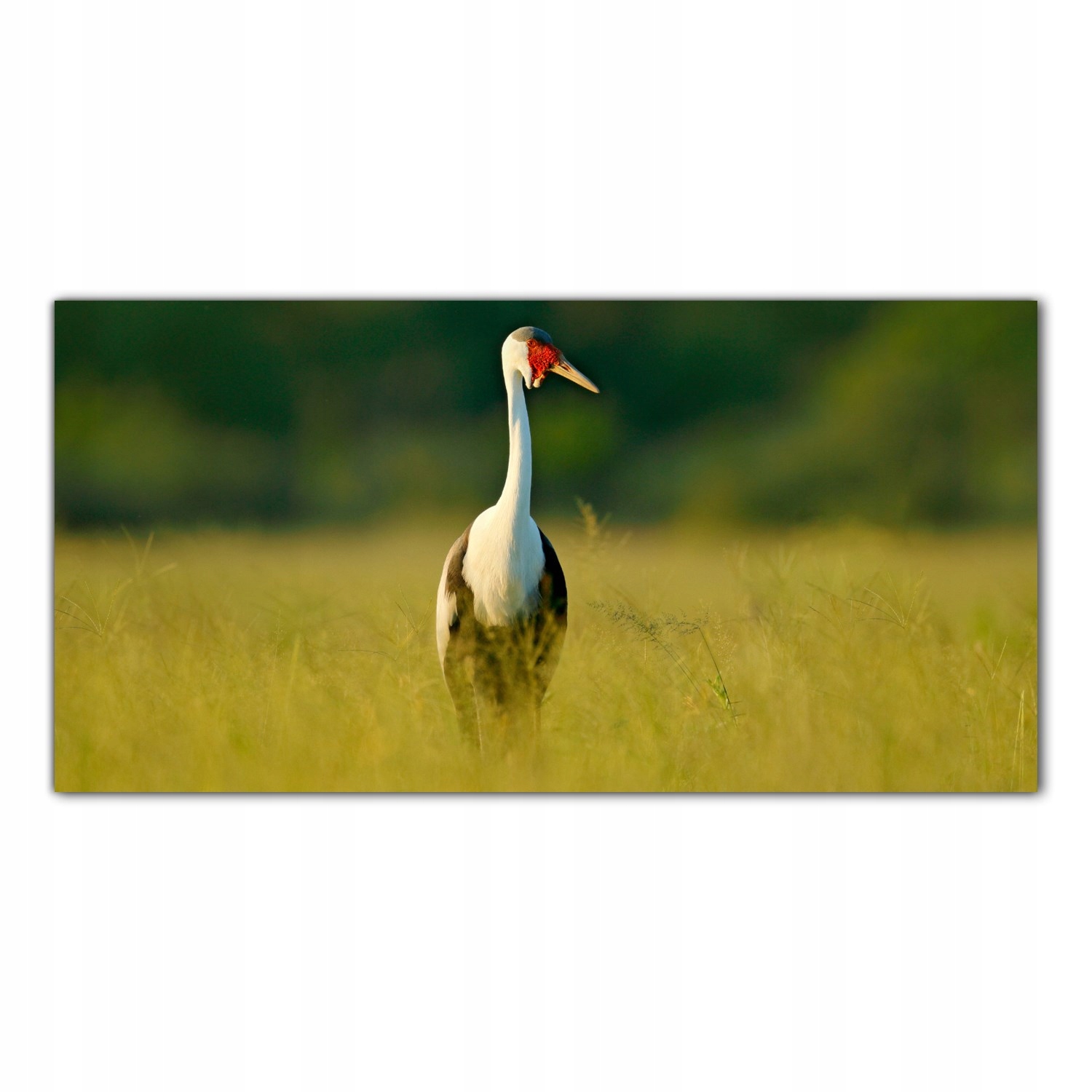 

Obraz na szkle Foto Ptak Natura Krajobraz 120x60