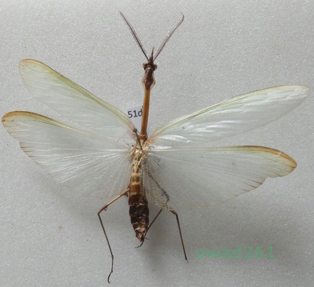 Mantodea sp. Modliszka Macedonia51d