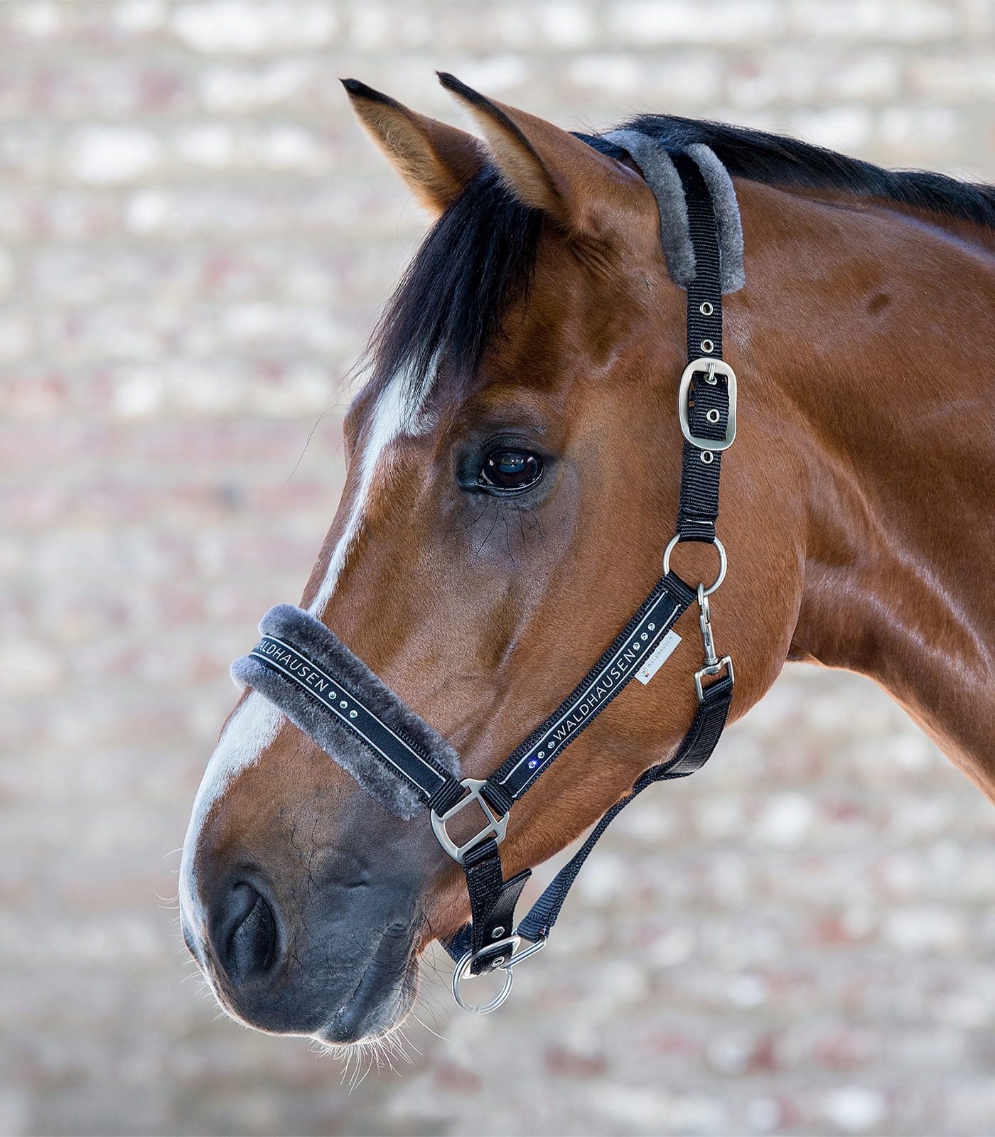 Podszywany kantar dla konia Waldhausen Elegant czarny Pony