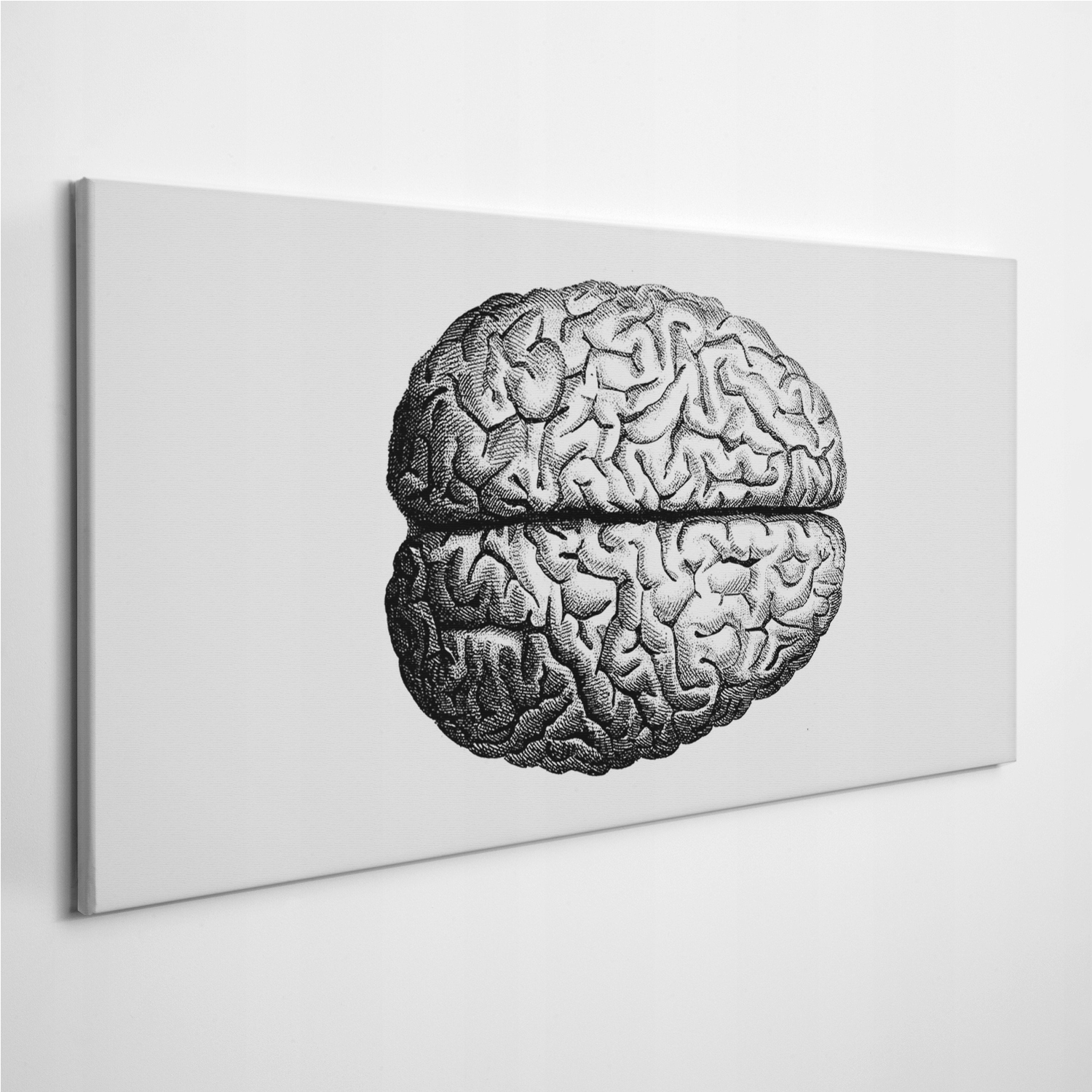 

Fotoobraz na ścianę Mózg Anatomia Vintage 120x60