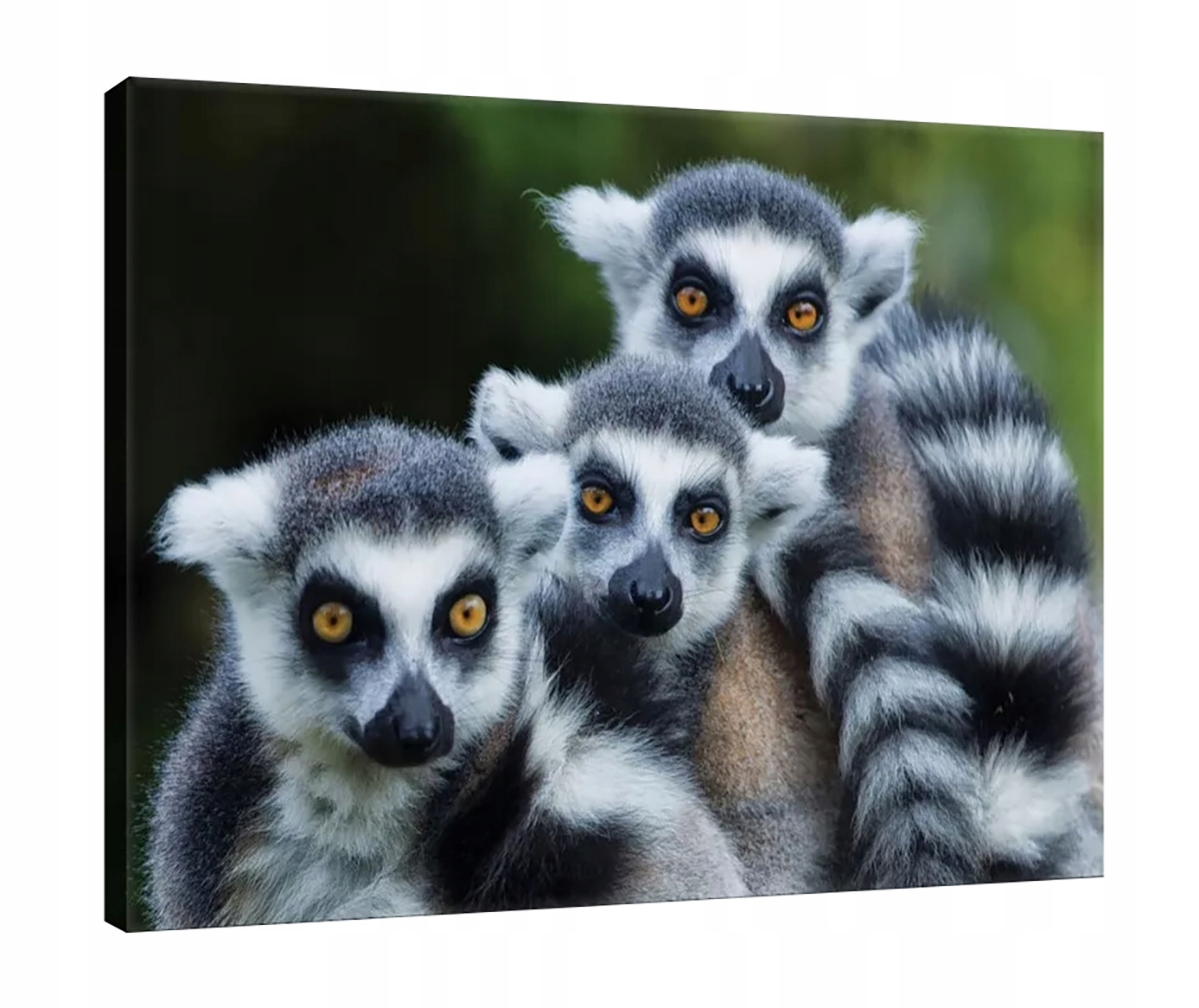 Obraz Na Plátně Canvas 100x75 Lemur Stádo Fauna