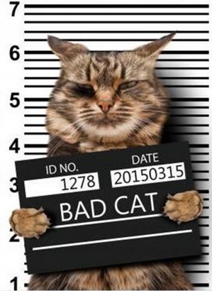 

Termo Naklejka Aplikacja Naprasowanka Bad Cat