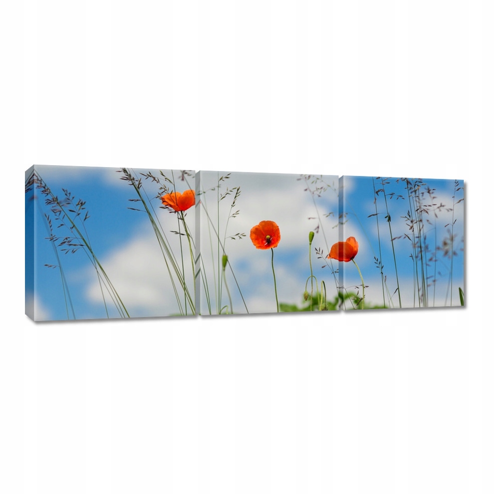 

Obrazy 60x20 Czerwone maki polne