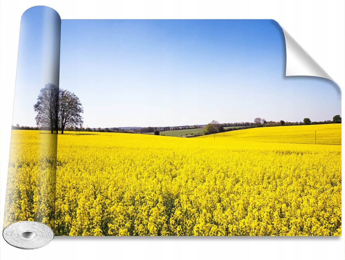 

Fototapeta Samoprzylepna Pole rzepaku 416x254