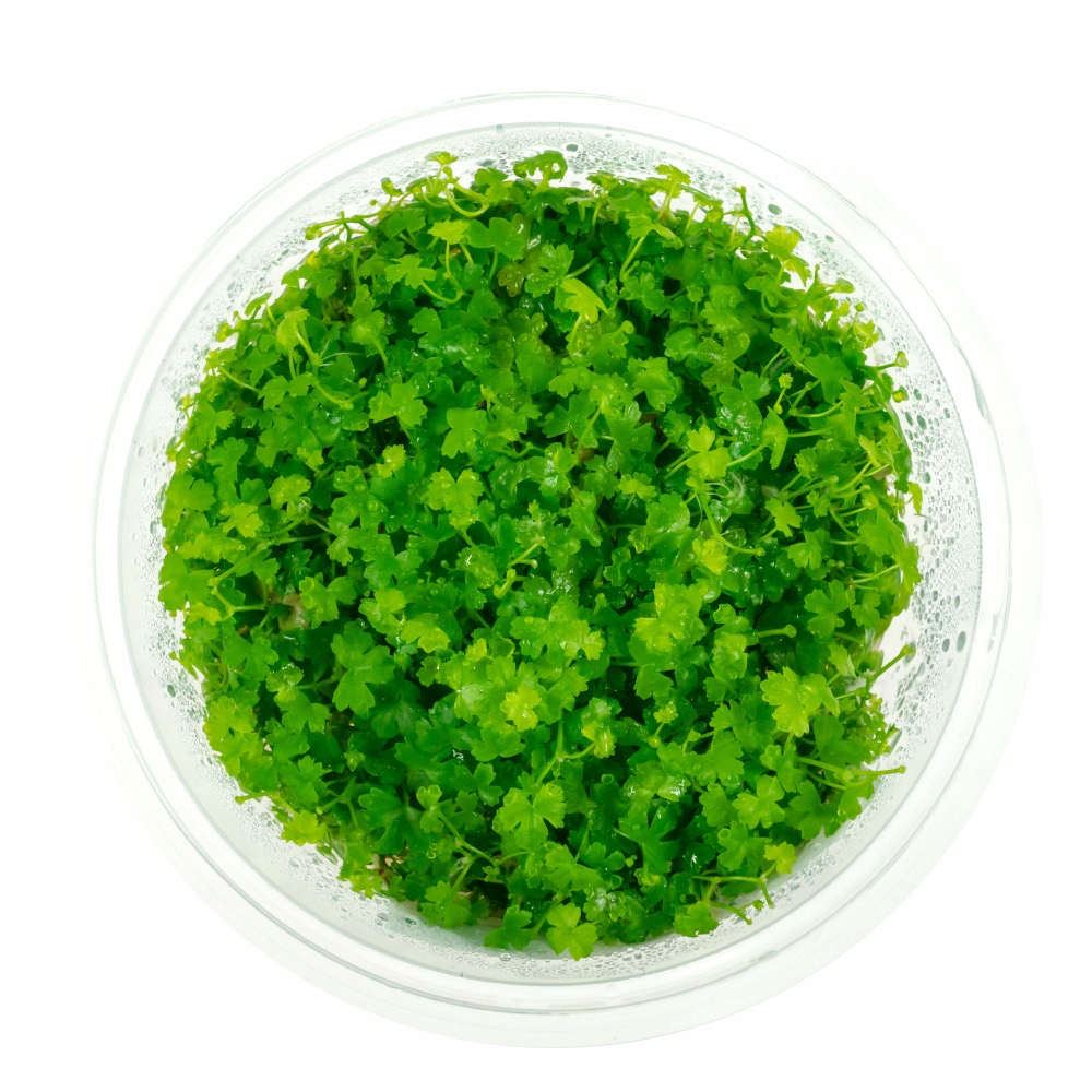 Hydrocotyle JAPAN Tripartita in vitro kubek 10 cm