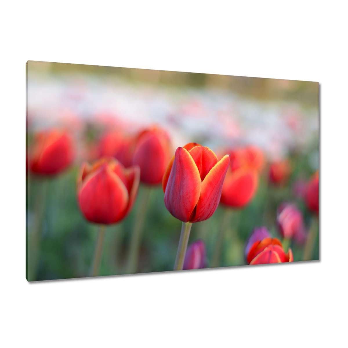 Obrazy 120x80 Tulipány Květiny