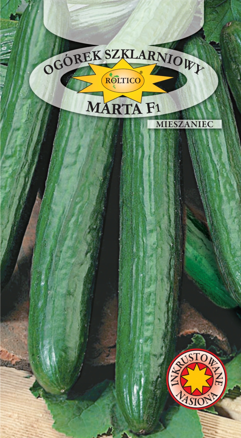 NASIONA OGÓREK SZKLARNIOWY MARTA F1 1G ROLTICO WCZESNY DŁUGI !!!