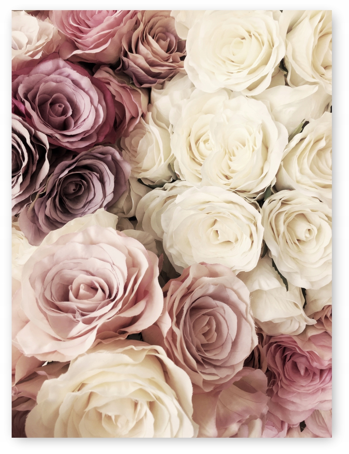 

Róże Kwiaty plakat B2 50x70cm #104
