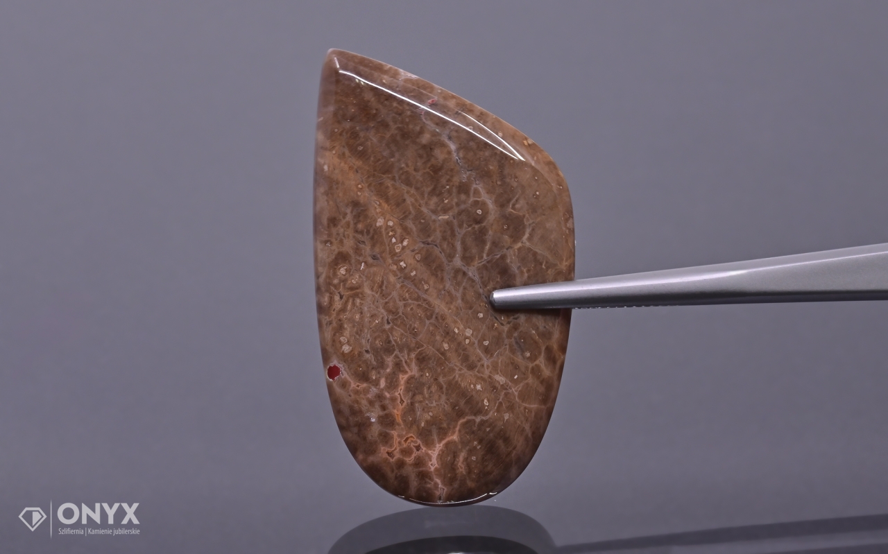 Zkamenělé dřevo nízký kabošon nepravidelný 42x24 mm