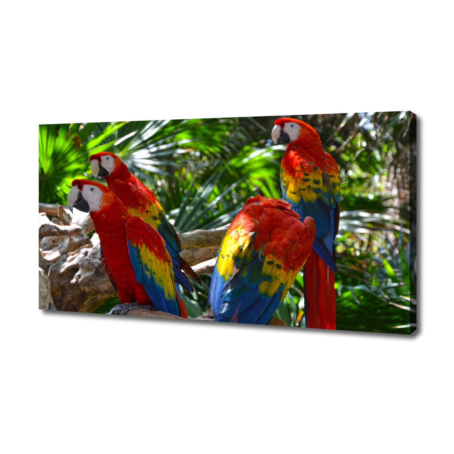 

Foto obraz canvas na ścianę Papugi Ary 140x70 cm