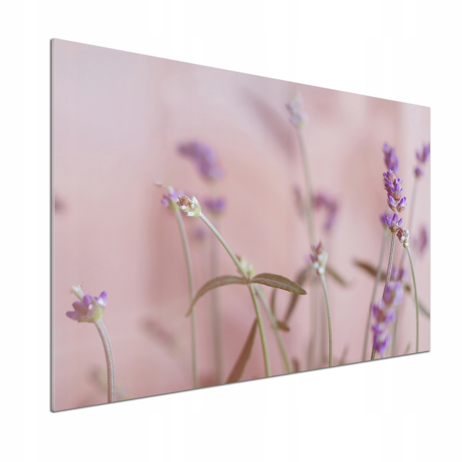 Sklenený panel do kuchyne Levanduľa 100 x 70 cm Lepidlo