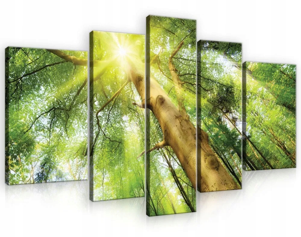 Obraz Na Plátne Canvas 170x100 Les Stromy Slnko
