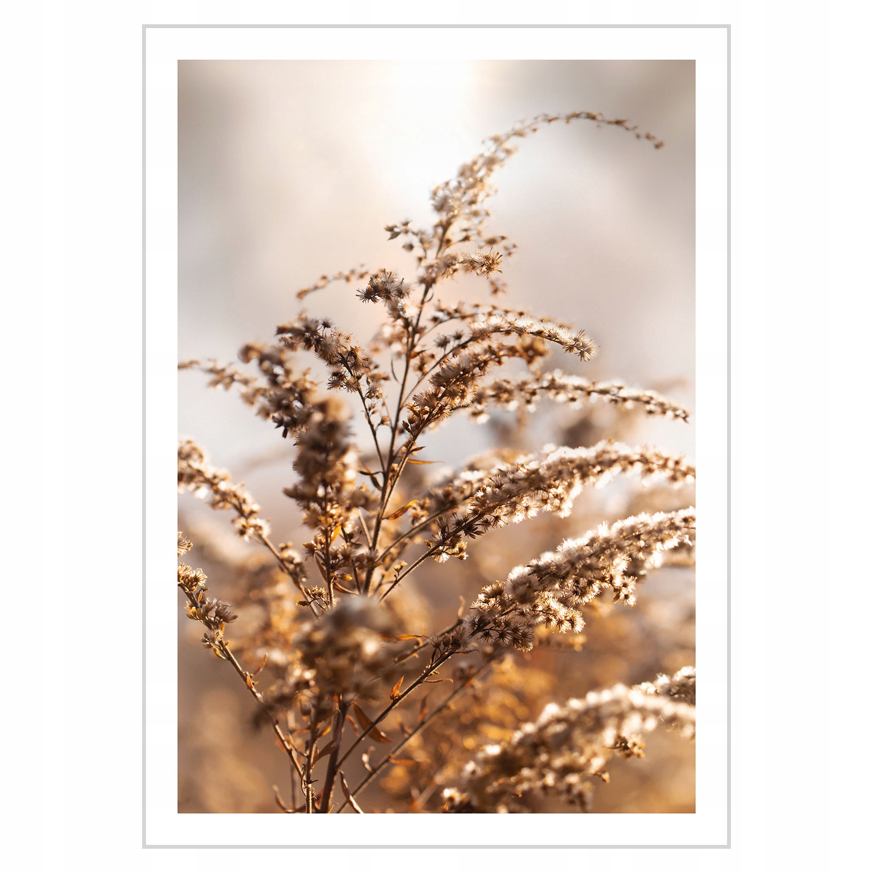 

Plakat 50x70 Trawy Łąka Natura