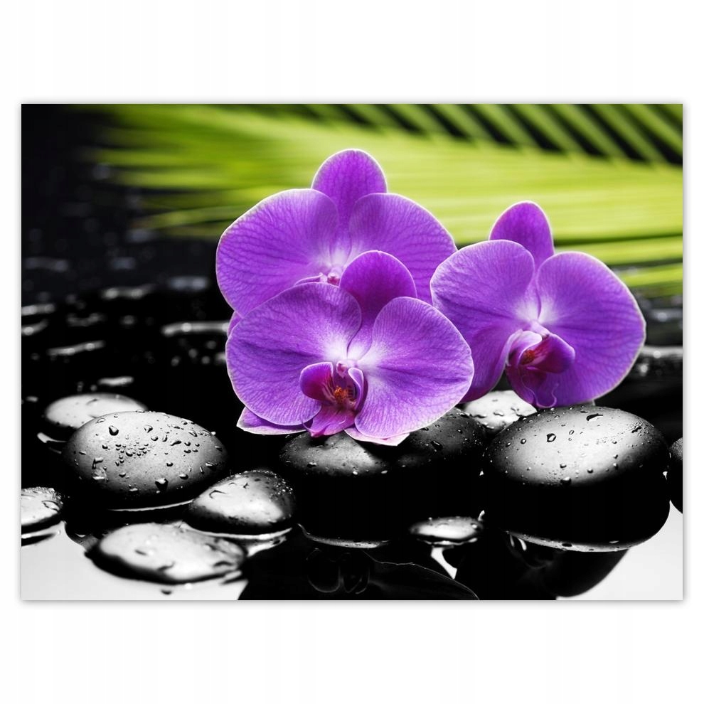 

Plakat 40x30 Fioletowe storczyki